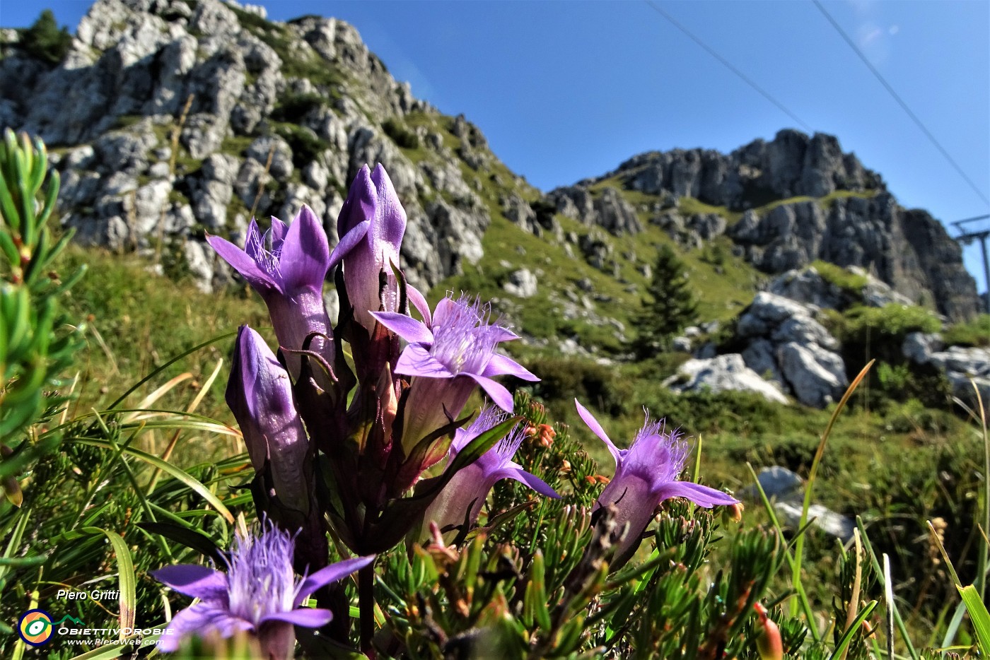 20 Gentiana anisodonta-ramosa con vista sui contrafforti rocciosi dello Zucco Barbesino.JPG